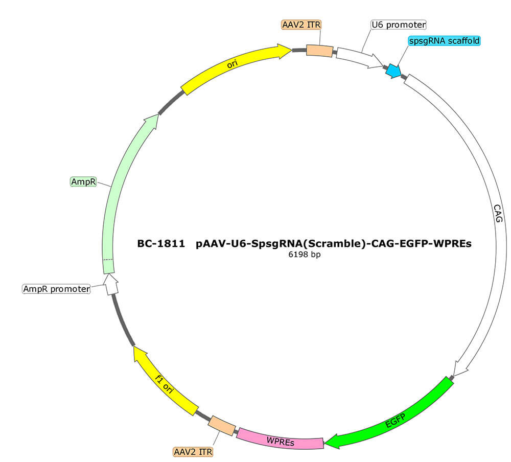 BC-1811  rAAV-U6-SpsgRNA(Scramble)-CAG-EGFP 