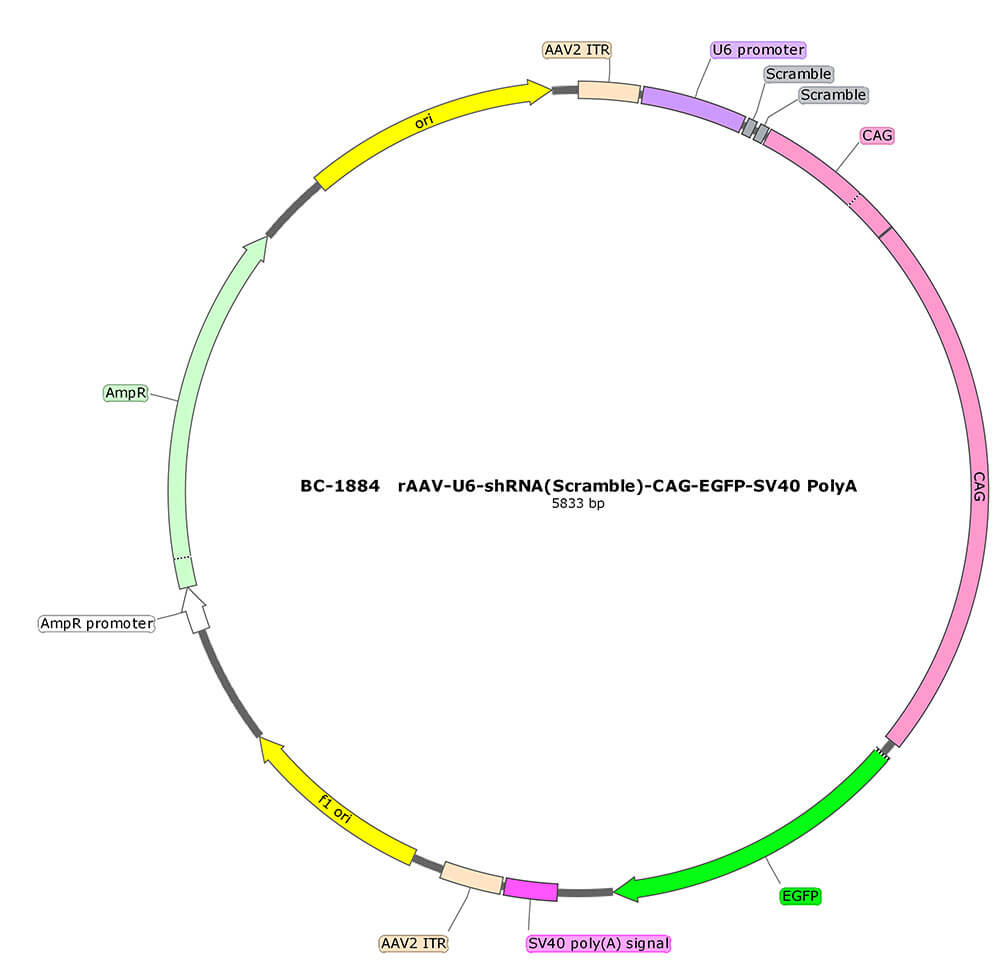 BC-1884 rAAV-U6-shRNA(Scramble)-CAG-EGFP 