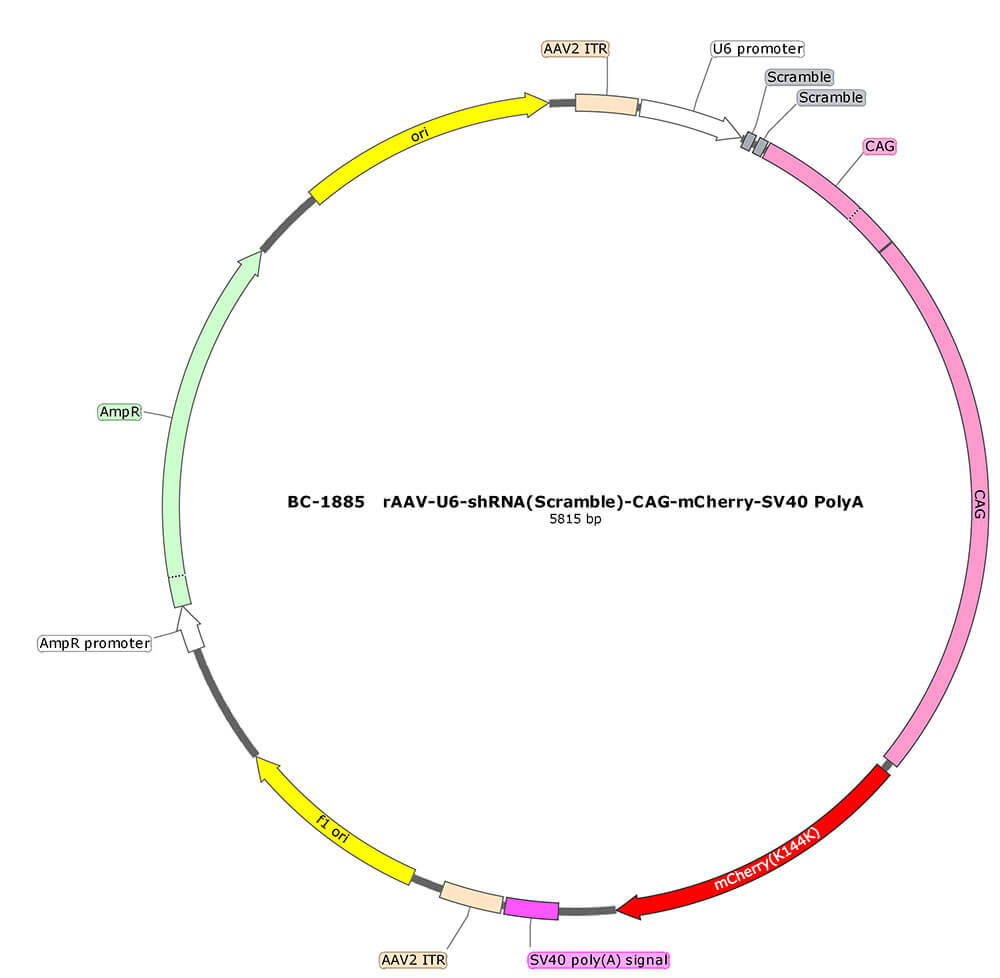 BC-1885 rAAV-U6-shRNA(Scramble)-CAG-mCherry 