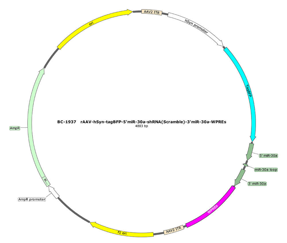 BC-1937 rAAV-hSyn-tagBFP-5'miR-30a-shRNA(Scramble)-3'miR-30a  