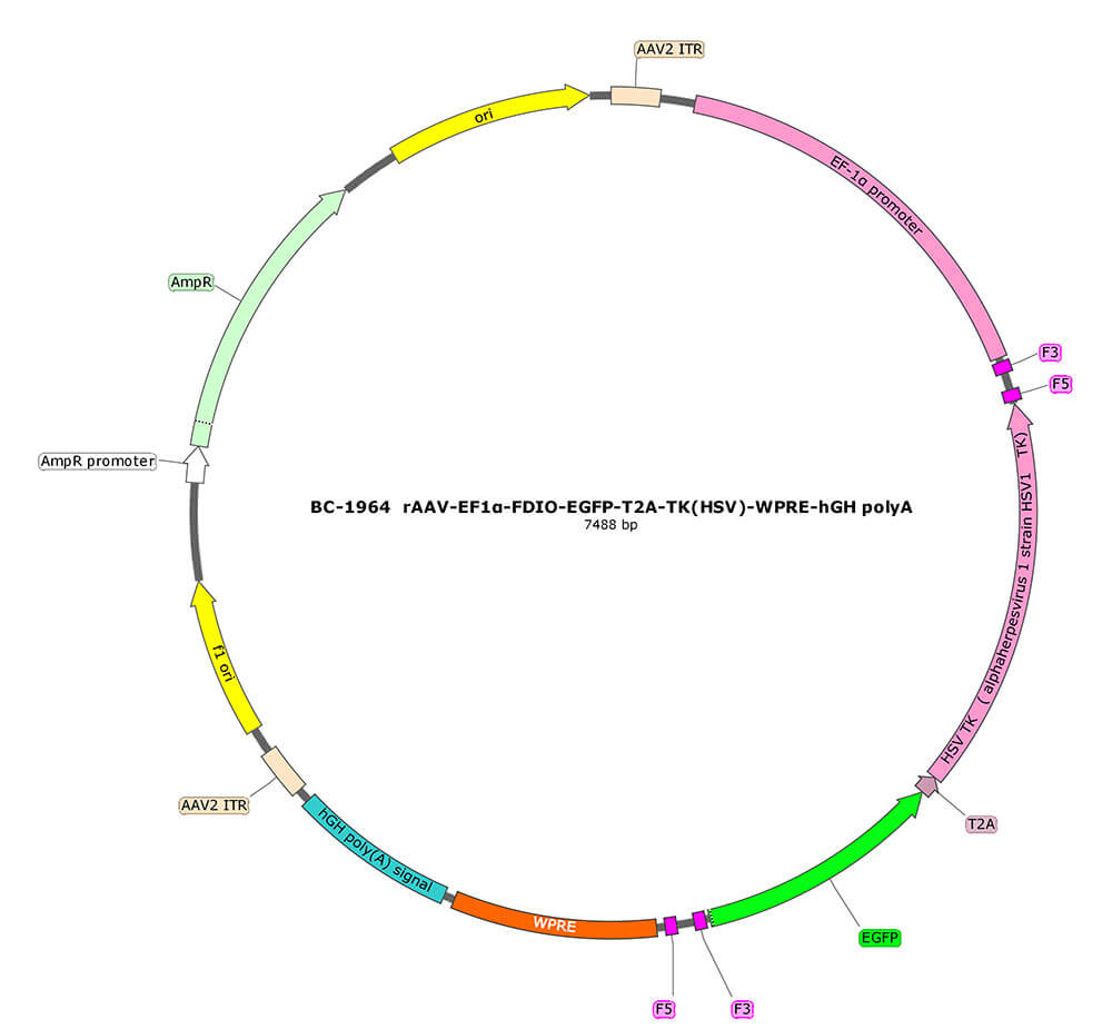 BC-1964  rAAV-EF1α-FDIO-EGFP-T2A-TK(HSV)  