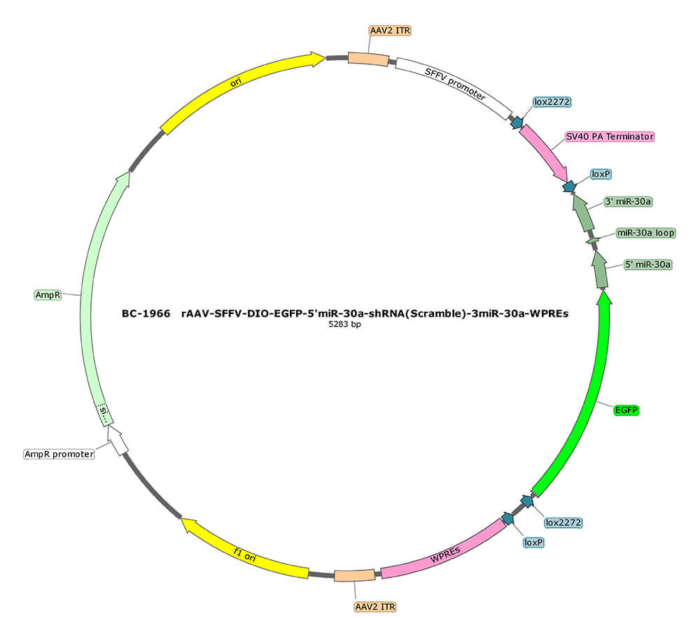 BC-1966 rAAV-SFFV-DIO-EGFP-5'miR-30a-shRNA(Scramble)-3'miR-30a 