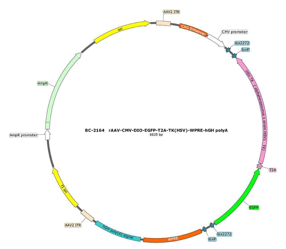 BC-2164  rAAV-CMV-DIO-EGFP-T2A-TK(HSV)  