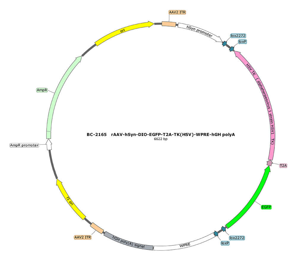 BC-2165  rAAV-hSyn-DIO-EGFP-T2A-TK(HSV)  