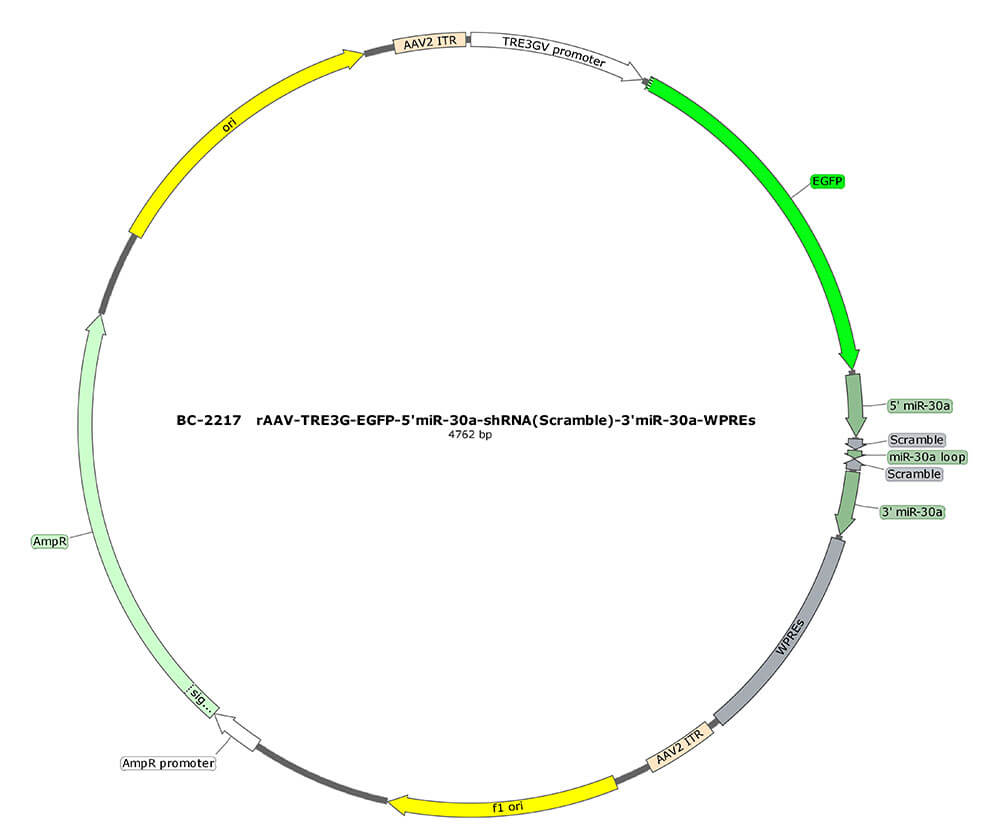 BC-2217 rAAV-TRE3G-EGFP-5'miR-30a-shRNA(Scramble)-3'miR-30a   