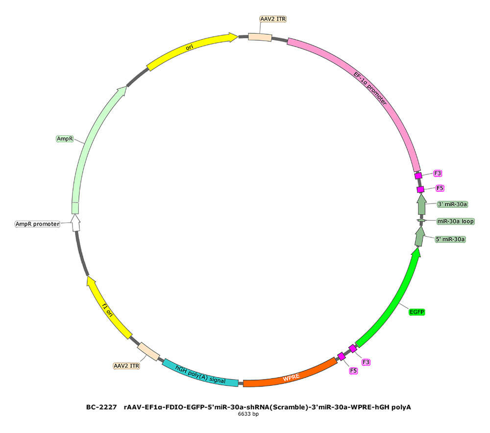 BC-2227 rAAV-EF1α-FDIO-EGFP-5'miR-30a-shRNA(Scramble)-3'miR-30a